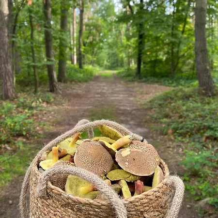 Holiday home By The Jizera River