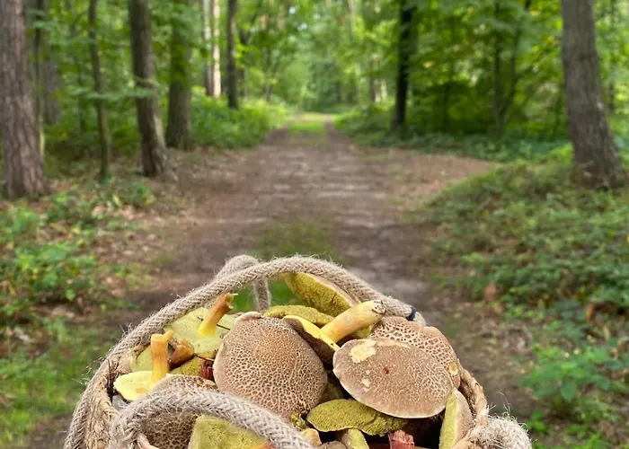 Дом отдыха By The Jizera River